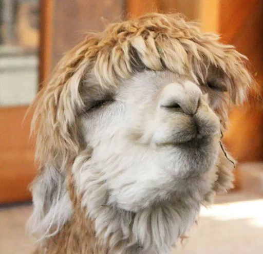 Эмодзи Llama Drama