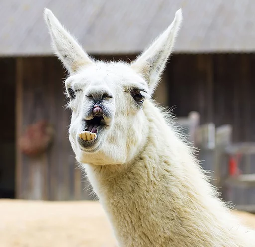 Эмодзи Llama Drama