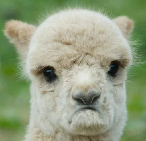 Эмодзи Llama Drama