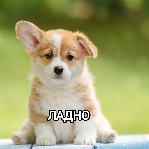 Эмодзи Funny animals - Loinyre