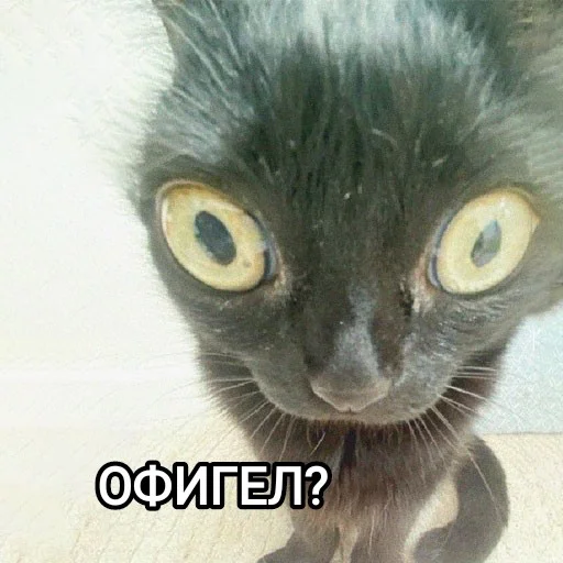 Эмодзи Funny animals - Loinyre