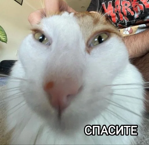 Эмодзи Funny animals - Loinyre