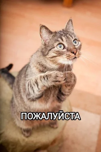 Эмодзи Funny animals - Loinyre
