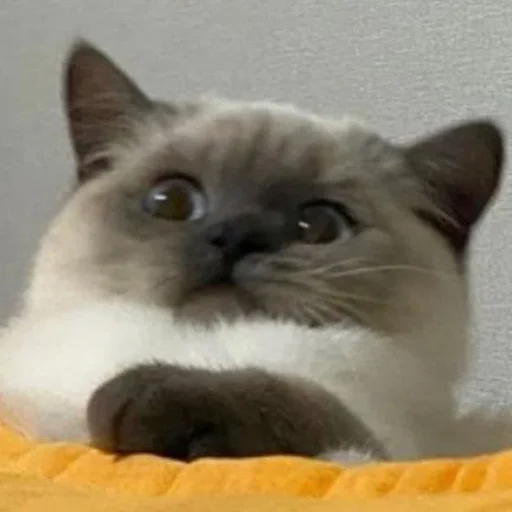 Эмодзи Funny Animals 3