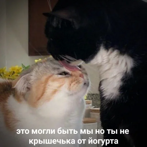 Эмодзи ProvinsiaAlkashki