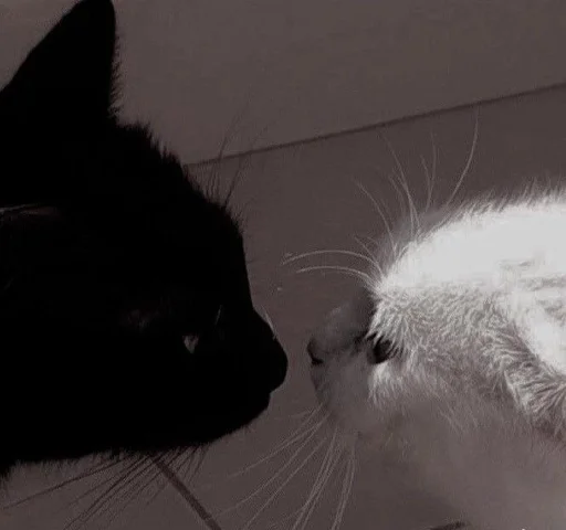 Эмодзи Love cats