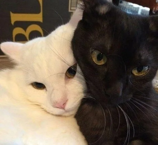 Эмодзи Love cats