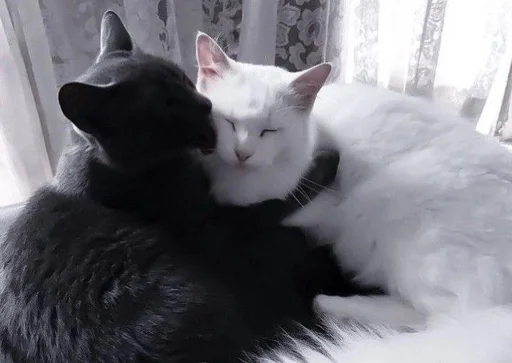 Эмодзи Love cats