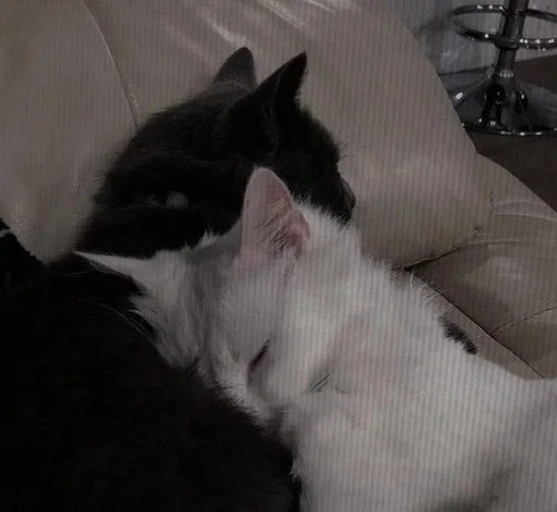 Эмодзи Love cats