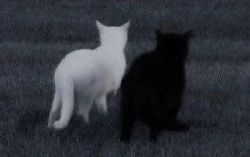 Эмодзи Love cats