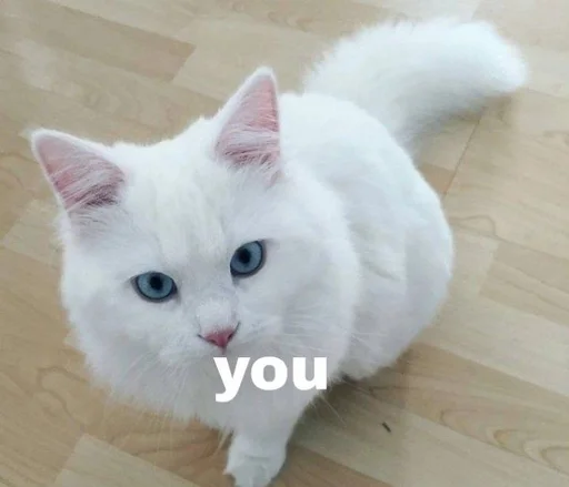 Эмодзи Love cats
