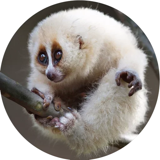 Эмодзи Lovely Lemurs