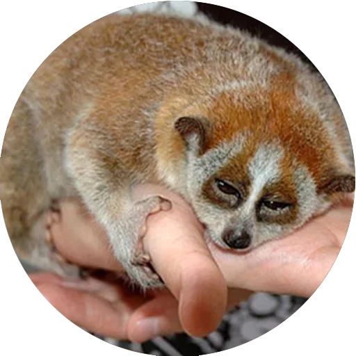 Эмодзи Lovely Lemurs