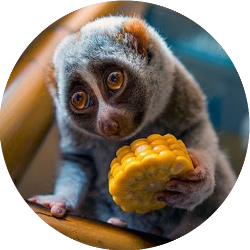 Эмодзи Lovely Lemurs