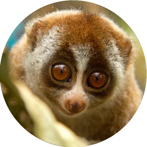 Эмодзи Lovely Lemurs