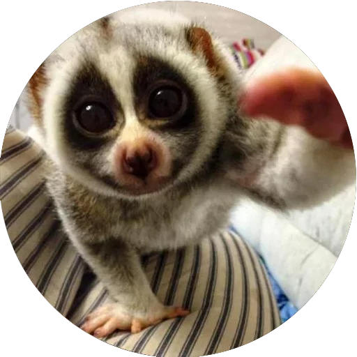 Эмодзи Lovely Lemurs