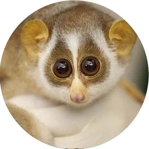 Эмодзи Lovely Lemurs