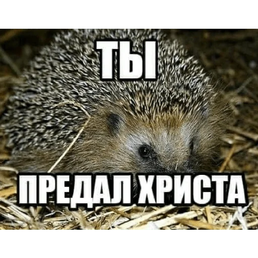 Эмодзи Random | Рандом