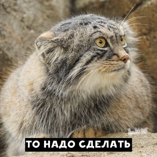 Эмодзи Manul