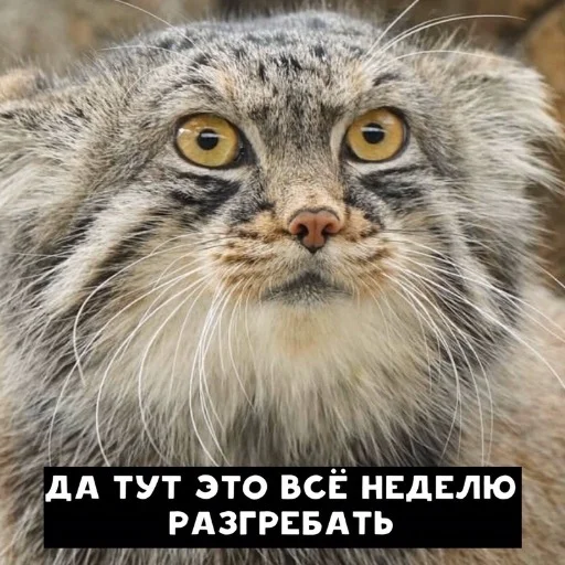 Эмодзи Manul