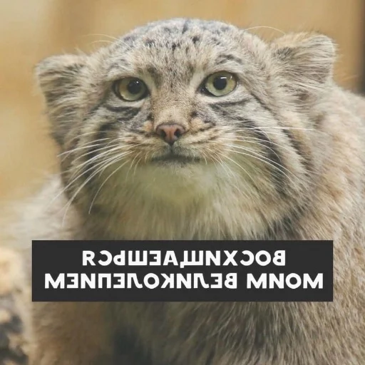 Эмодзи Manul