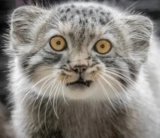 Эмодзи Manul