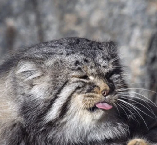 Эмодзи Manul