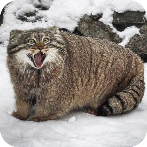 Эмодзи Манулы