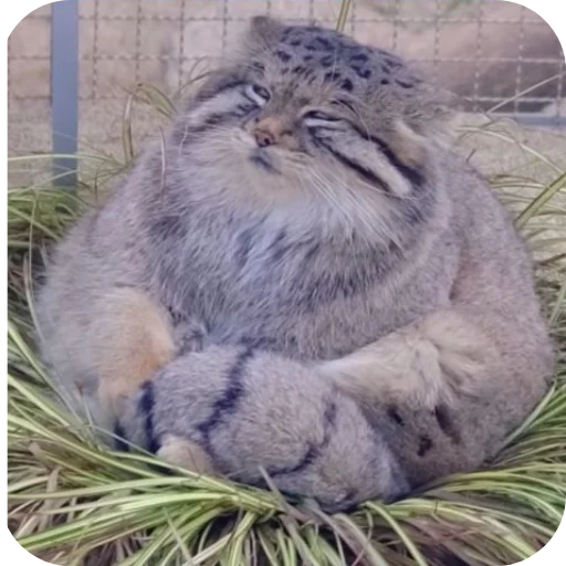 Эмодзи Манулы