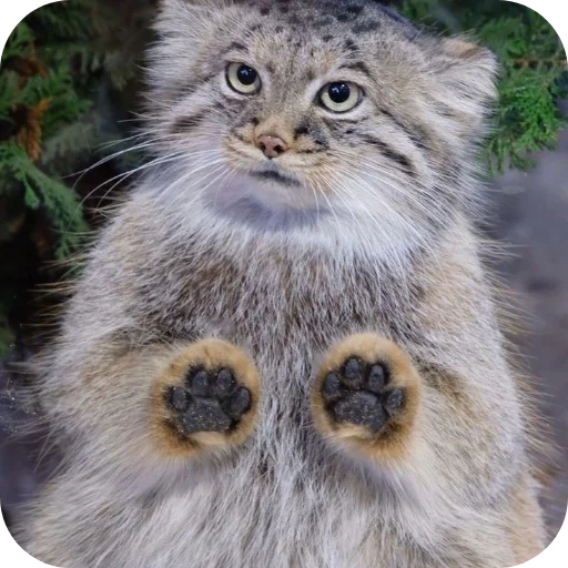 Эмодзи Манулы