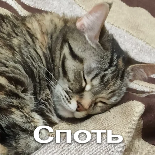 Эмодзи Кошки