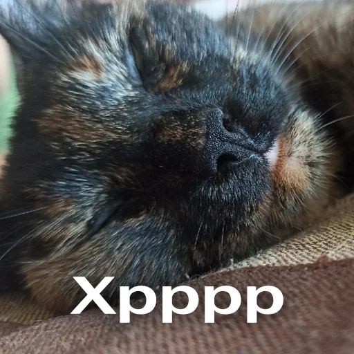 Эмодзи Кошки