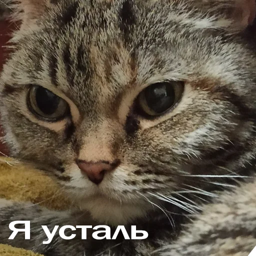 Эмодзи Кошки