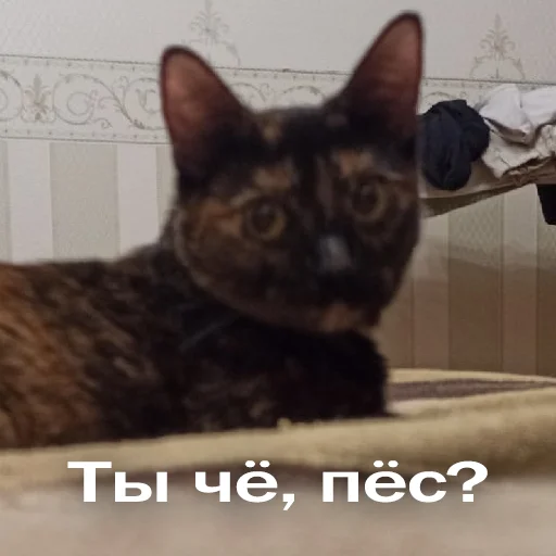 Эмодзи Кошки