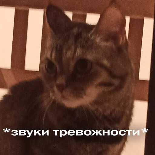 Эмодзи Кошки