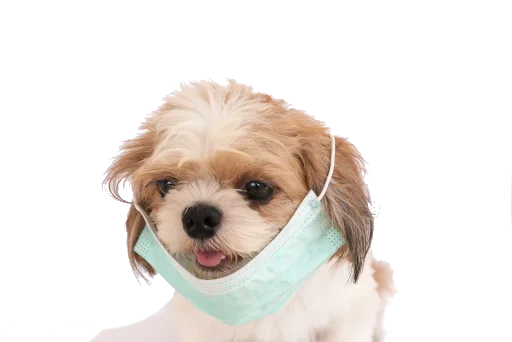 Эмодзи CoVID-19Mask