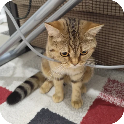 Эмодзи Котики