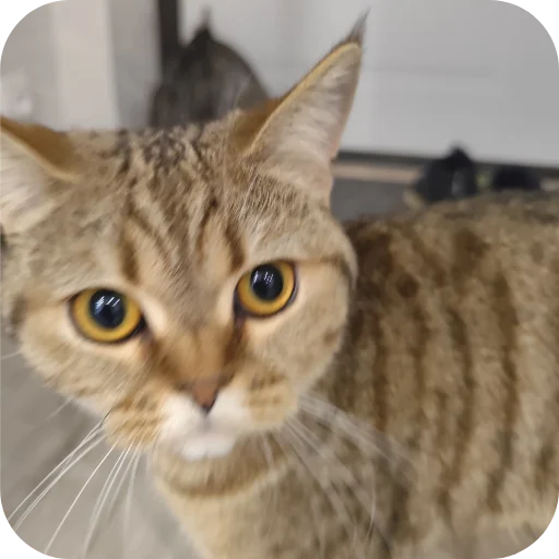 Эмодзи Котики