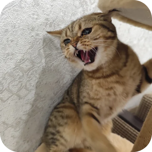 Эмодзи Котики