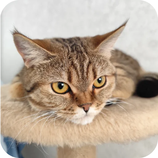 Эмодзи Котики