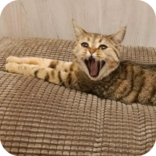 Эмодзи Котики