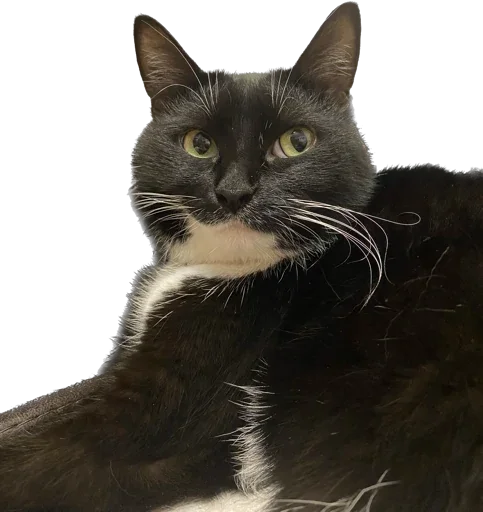 Эмодзи Cats