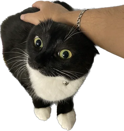Эмодзи Cats