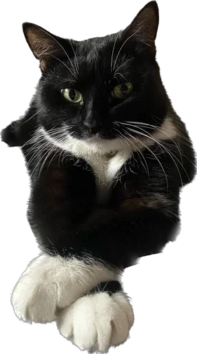 Эмодзи Cats