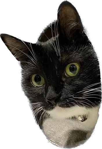 Эмодзи Cats