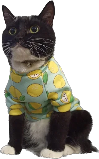 Эмодзи Cats