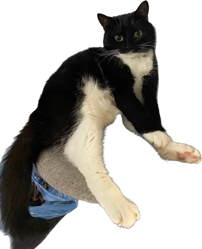 Эмодзи Cats