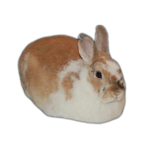 Эмодзи Bunny