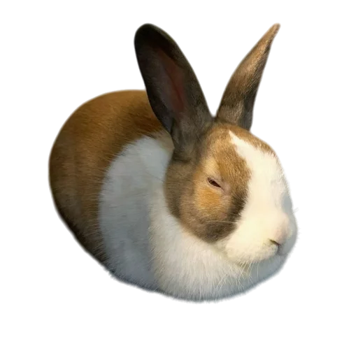 Эмодзи Bunny