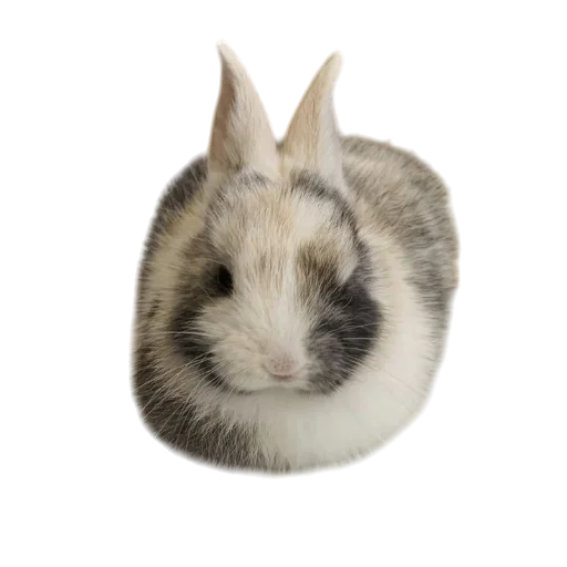 Эмодзи Bunny